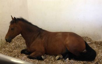 horse HOME